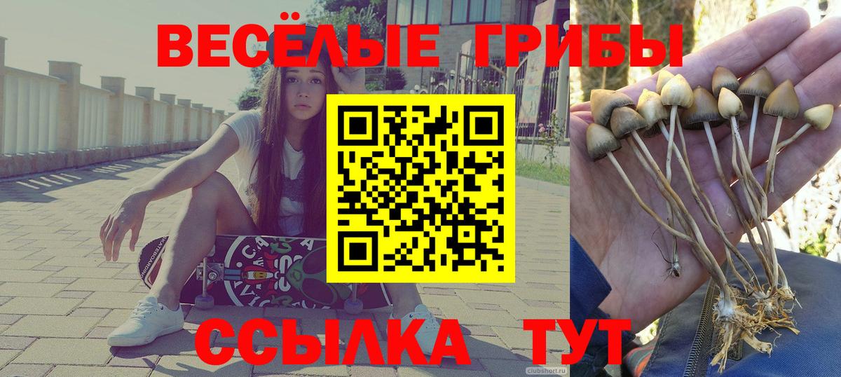 Псилоцибиновые грибы Psilocybine cubensis Иваново